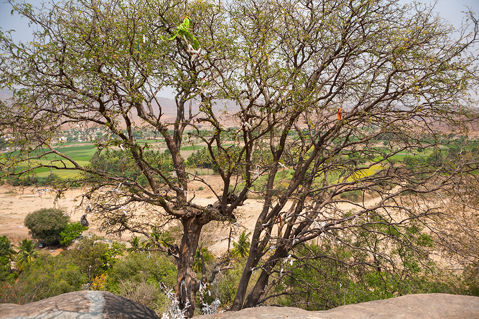 Wishing Tree,  Puttahparti, India 